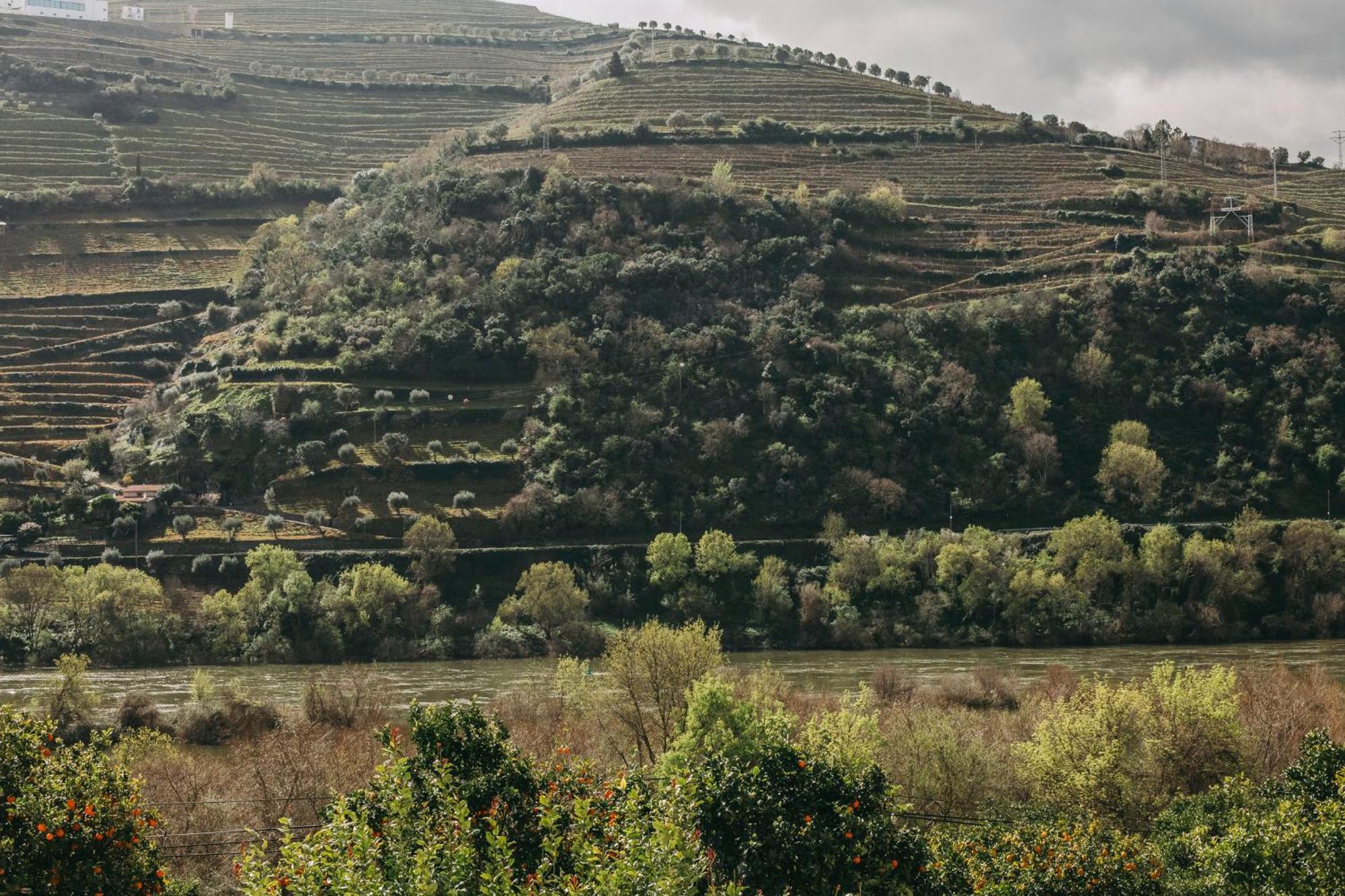 Torel Quinta Da Vacaria - Douro Valley Peso da Regua Exterior photo